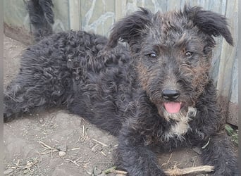 Kleine Bodza (*04/2026) sucht ihre Familie