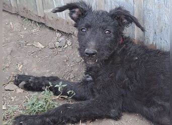 Kleine Barka (*04/2026) sucht ihre Familie
