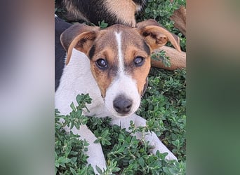 Kleiner Chester (*05/2026) sucht seine Familie