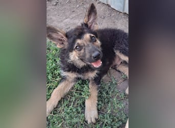 Kleiner Zeno ( *07/2026 ) sucht seine Familie