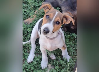 Kleiner Chester (*05/2026) sucht seine Familie