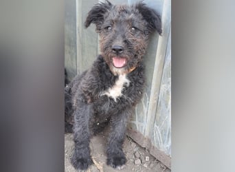 Kleine Bodza (*04/2026) sucht ihre Familie