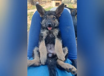 Kleiner Zeno ( *07/2026 ) sucht seine Familie
