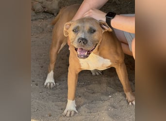 Kira - Pitbull