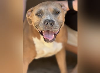 Kira - Pitbull