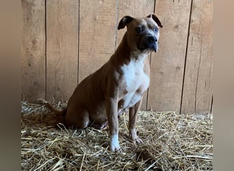 Kira - Pitbull