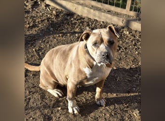 Kira - Pitbull