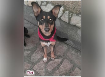 Welpen- Mädchen Kira sucht ein Körbchen