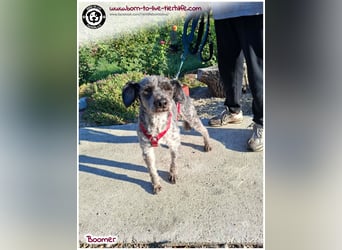 Boomer sucht ein Zuhause für immer