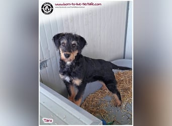 Einfühlsame Menschen gesucht für unseren süßen Taro