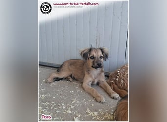 Kleine Akira auf der Suche nach ein Zuhause