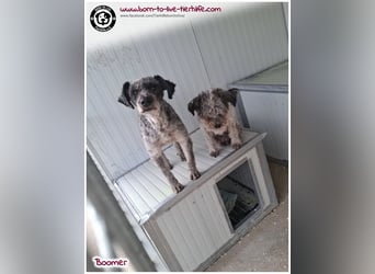 Boomer sucht ein Zuhause für immer