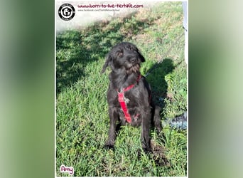 Bildhübsche Amy sucht ein Zuhause