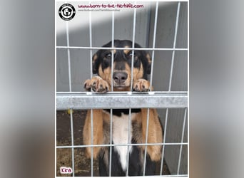 Welpen- Mädchen Kira sucht ein Körbchen