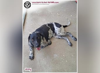 Handicap Fellnasse Lenny sucht ein Zuhause für immer