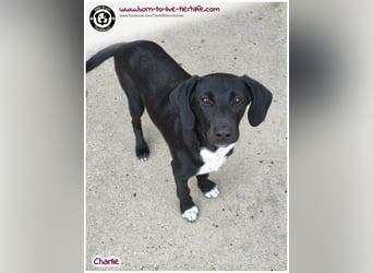 Welpenjunge Charlie sucht ein Zuhause