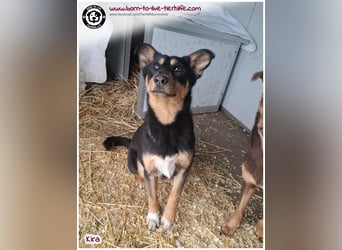 Welpen- Mädchen Kira sucht ein Körbchen