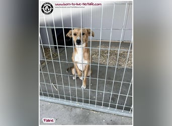 Bildhübsche Faline sucht ein Zuhause für immer