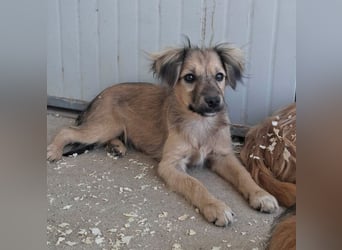 Kleine Akira auf der Suche nach ein Zuhause