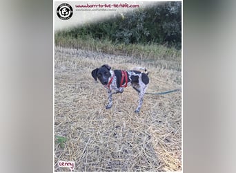 Handicap Fellnasse Lenny sucht ein Zuhause für immer