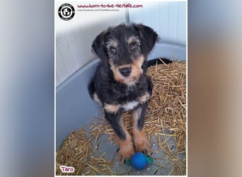 Einfühlsame Menschen gesucht für unseren süßen Taro