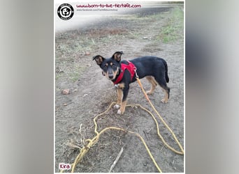 Welpen- Mädchen Kira sucht ein Körbchen