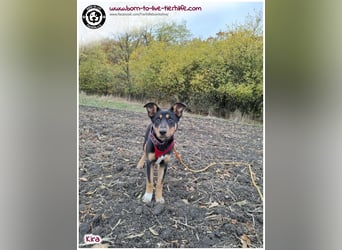 Welpen- Mädchen Kira sucht ein Körbchen