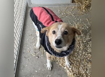 Bildhübsche Nadja sucht ein Zuhause für immer