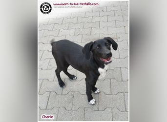 Welpenjunge Charlie sucht ein Zuhause