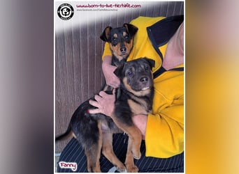 FANNY auf der Suche nach ihren Menschen