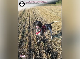 Handicap Fellnasse Lenny sucht ein Zuhause für immer