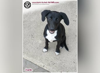 Welpenjunge Charlie sucht ein Zuhause