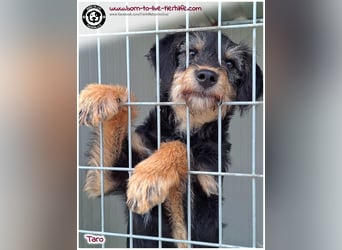 Einfühlsame Menschen gesucht für unseren süßen Taro