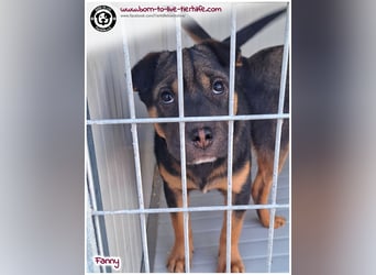 FANNY auf der Suche nach ihren Menschen