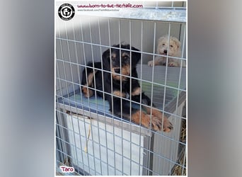 Einfühlsame Menschen gesucht für unseren süßen Taro