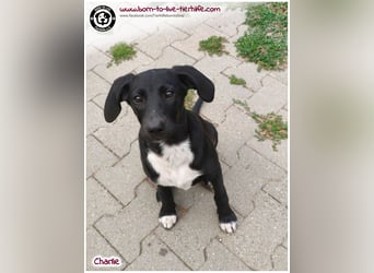 Welpenjunge Charlie sucht ein Zuhause