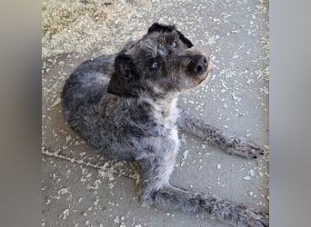 Boomer sucht ein Zuhause für immer