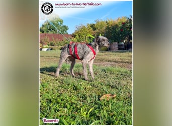 Boomer sucht ein Zuhause für immer