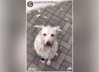 Bildhübsche Carenza sucht ein Zuhause
