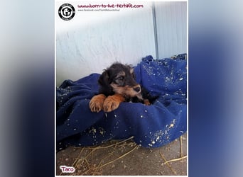 Einfühlsame Menschen gesucht für unseren süßen Taro