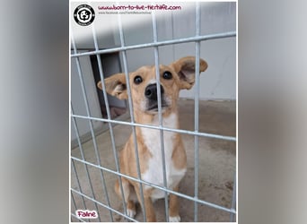 Bildhübsche Faline sucht ein Zuhause für immer