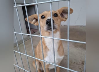 Bildhübsche Faline sucht ein Zuhause für immer