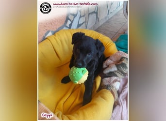 Kleiner Seppi sucht ein Körbchen