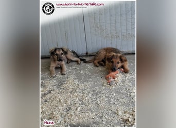 Kleine Akira auf der Suche nach ein Zuhause