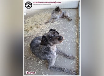 Boomer sucht ein Zuhause für immer