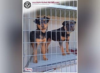 FANNY auf der Suche nach ihren Menschen