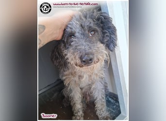 Boomer sucht ein Zuhause für immer