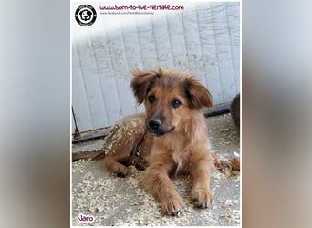 Hübscher Welpenjunge Jaro auf der Suche nach ein Zuhause
