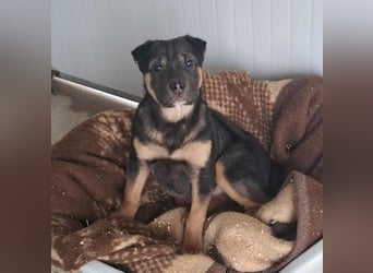 FANNY auf der Suche nach ihren Menschen