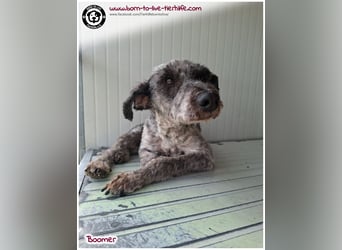 Boomer sucht ein Zuhause für immer